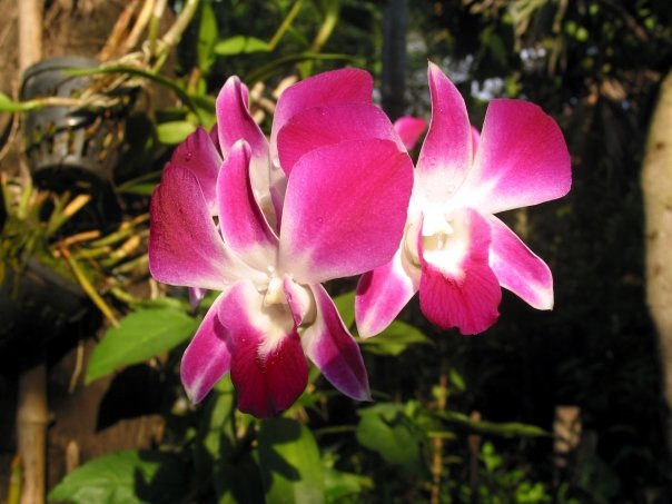 Laurent Javel, orchidée